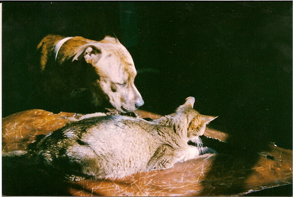 chester and adam