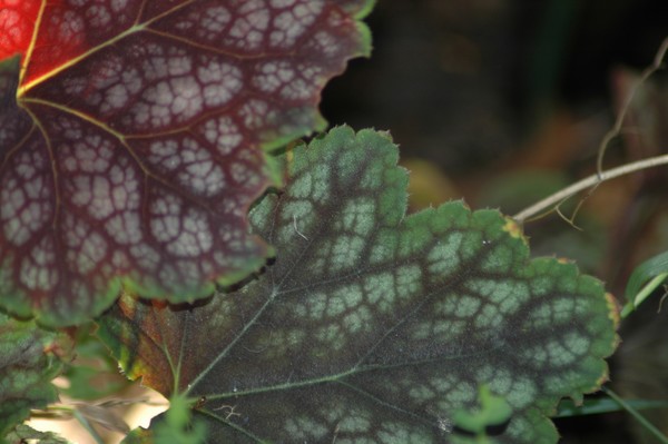 Heuchera 2