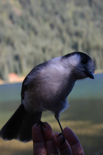 A Bird in the Hand....