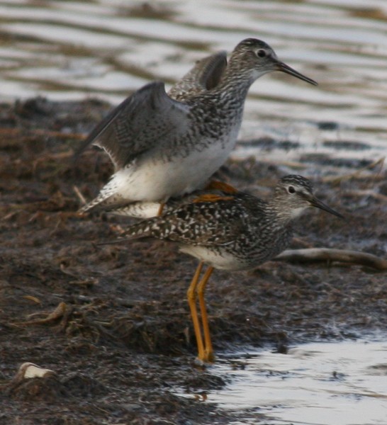 Courtship