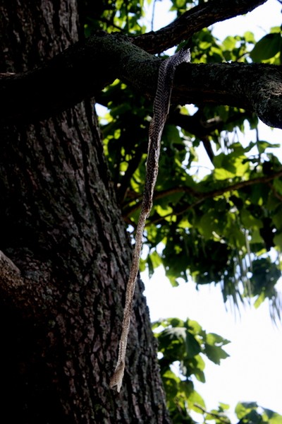 Wonder what happened to the snake