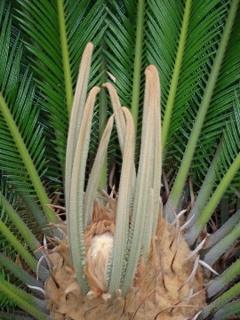 new growth 