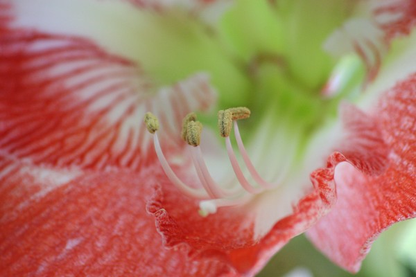Amaryllis Red/White