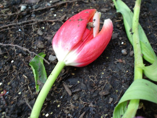 Precious Petals
