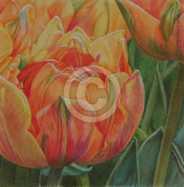 Tulip Orange Princess