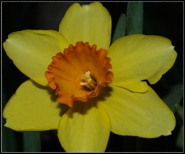 PROMISE OF SPRING