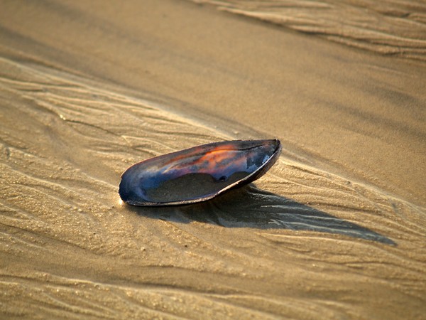 Abandoned SHELL-ter