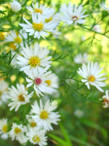 Fall Flowers