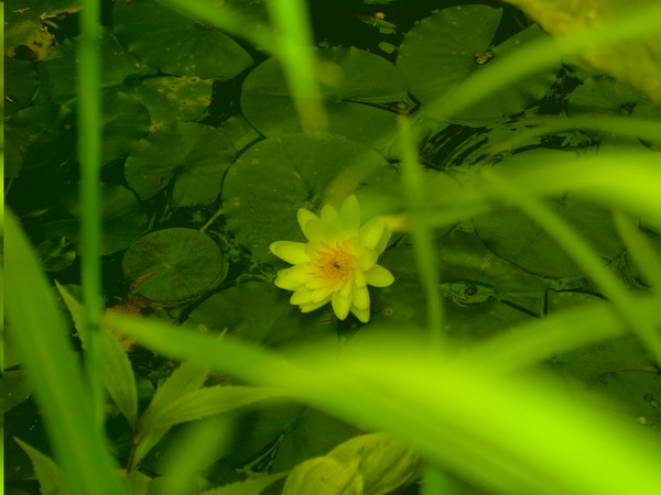 nature's beauty