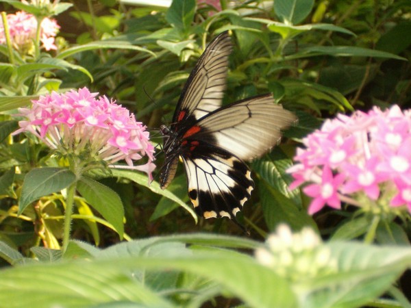 magic wings 1
