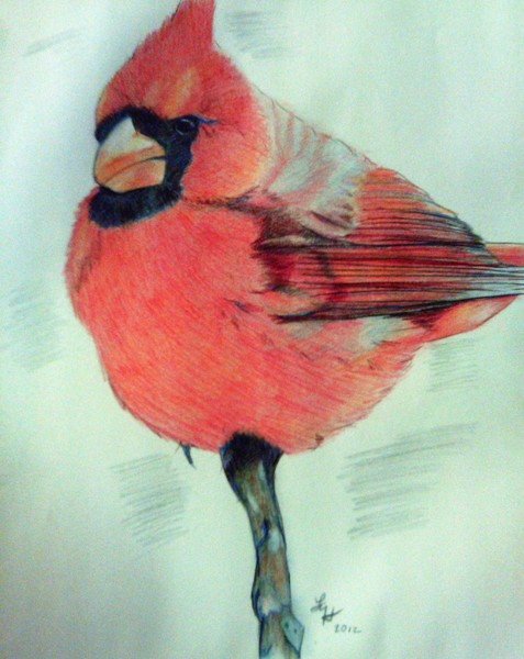 Cardinal Study