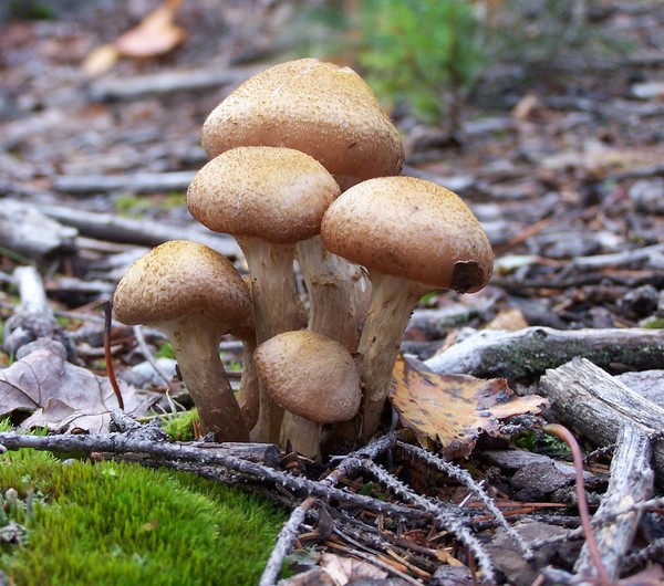 Mushrooms