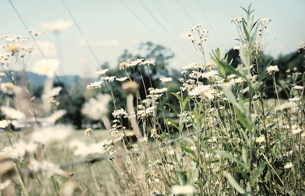 Daisies