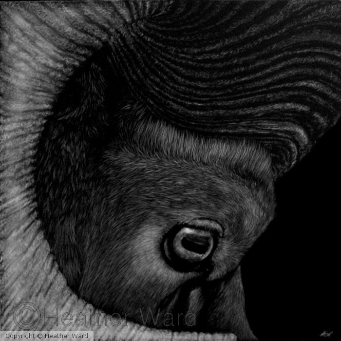 Eye of the Ram