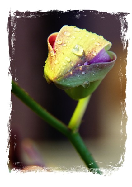 Alien-Faced Flower