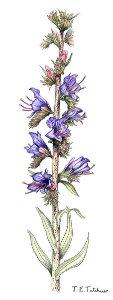 Viper's-bugloss