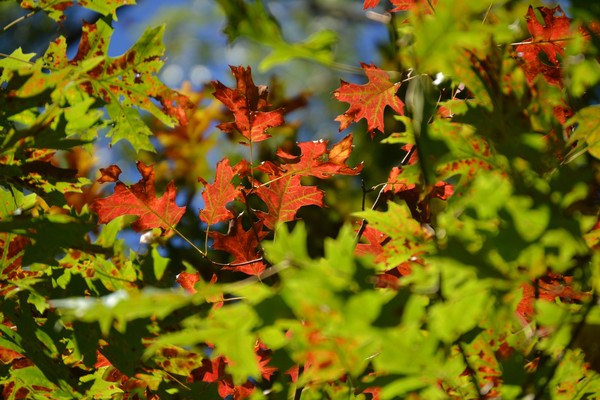 Autum Leaves