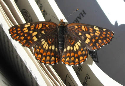 Butterfly