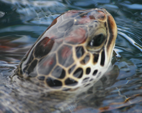 Turtle