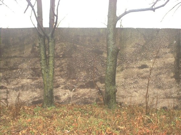 2 trees and a wall