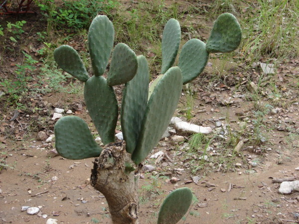 Cactus
