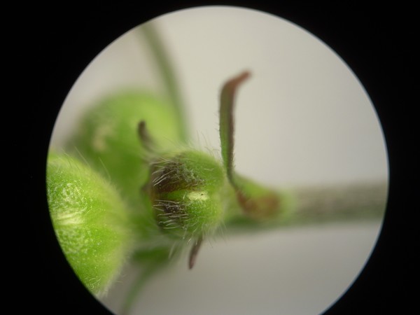 A Closeup View