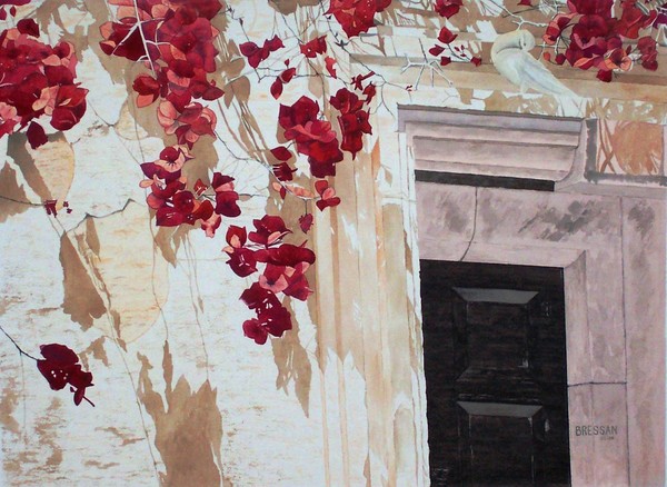 Bougainvilleas