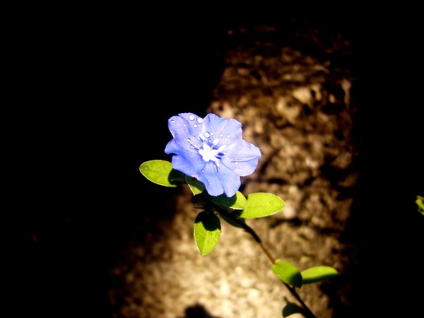 a sudden beauty