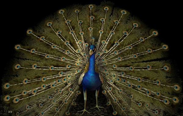 Peacock