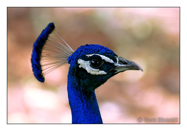 Sapphire Crowned