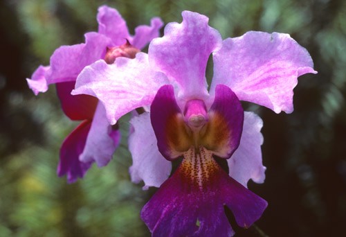 Orchid