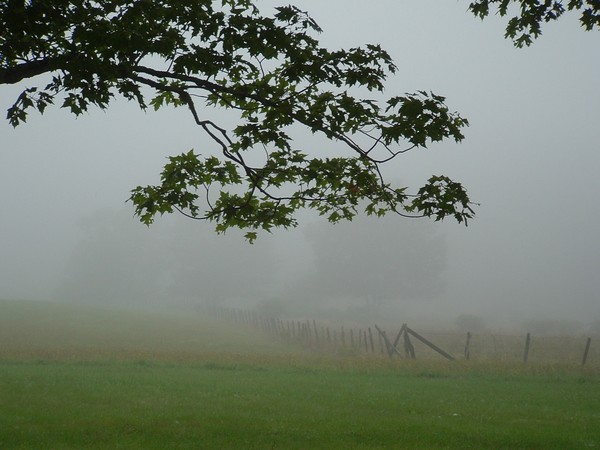 Misty field