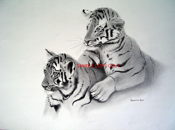 Curious Cubs