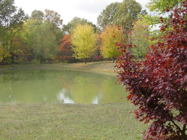 Autumn Leaves