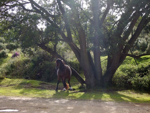 ITCHY PONY