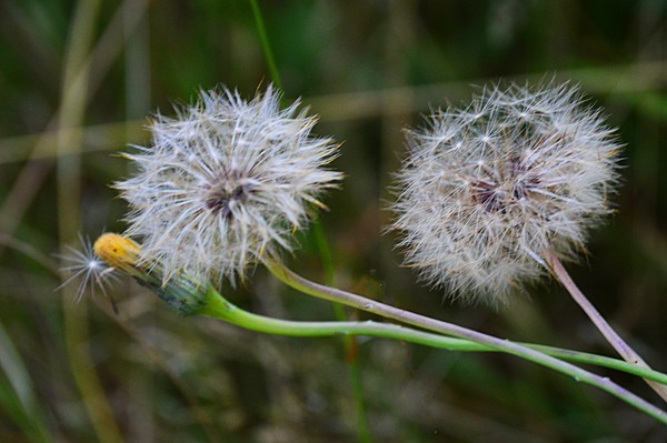 DOUBLE WISH