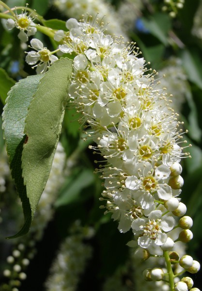 Blossom Drops