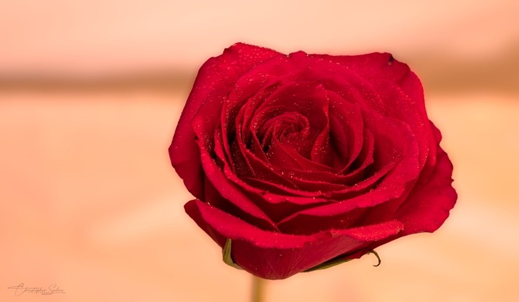 A beautiful Rose