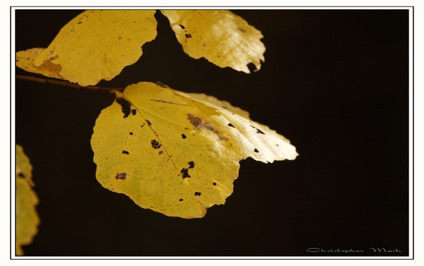 Yellow leaf