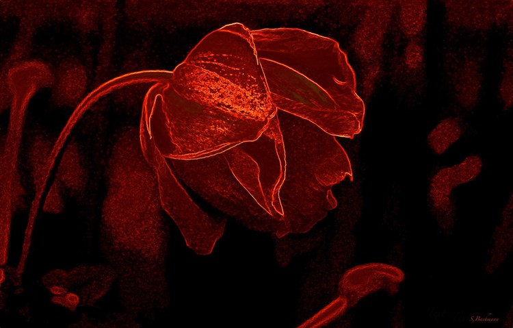 The Reed Rose.