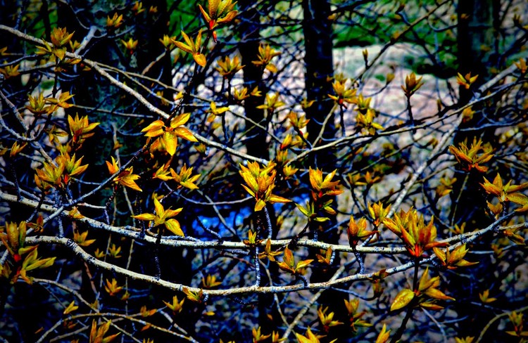 Shadow of spring.