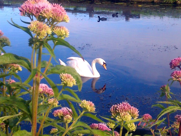 swanlake