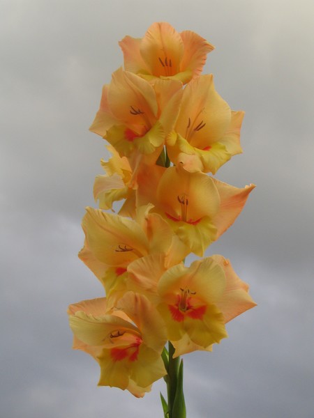 Gladioli