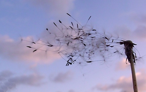 Dandelion Clock