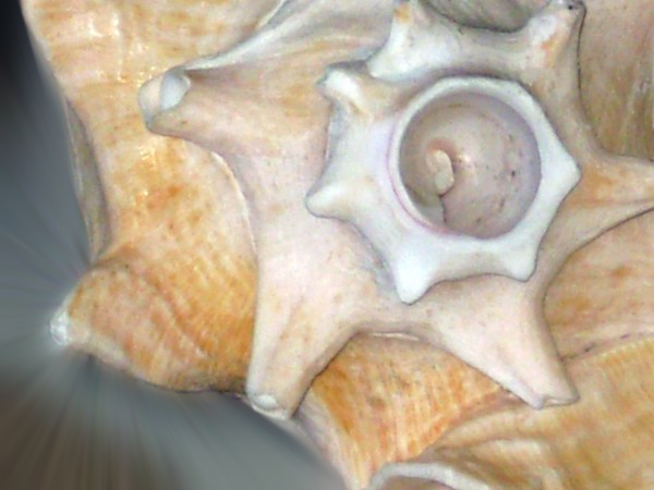 Shell