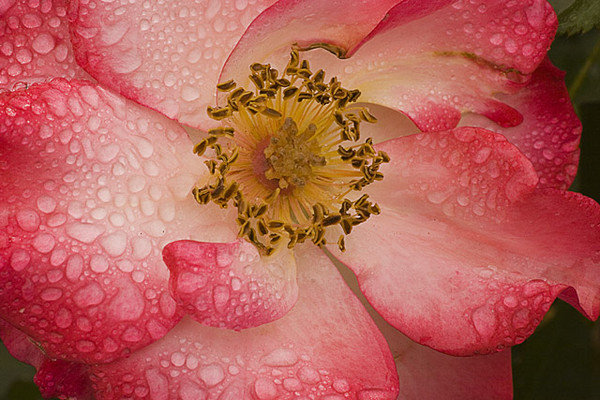 The Gentle Rain Of Fall