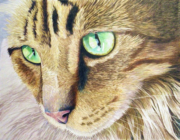 Bright Eyes
