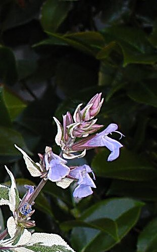 Flowering Sage 3
