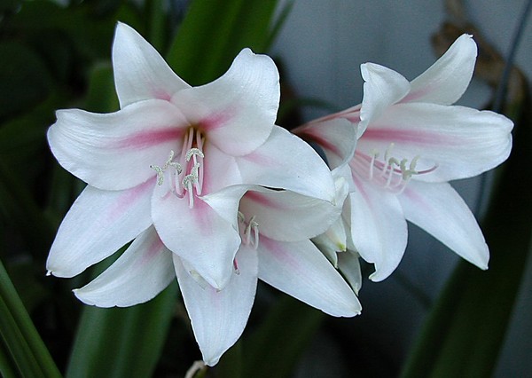 Lilies