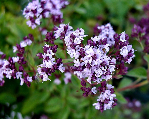 Marjoram 4